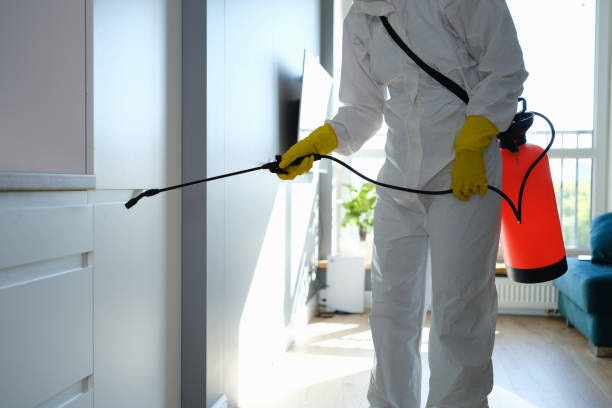 Office Mold Removal Services